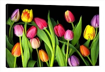 5D картина «Тюльпаны»