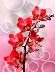 GM-048 Красная орхидея с кольцами