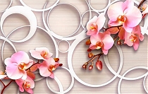 Розовые орхидеи с кольцами